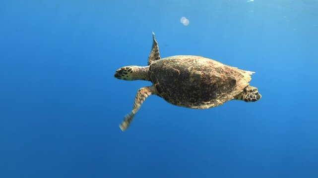 Sea turtle swimming in the blue sea underwater, 4K video footage