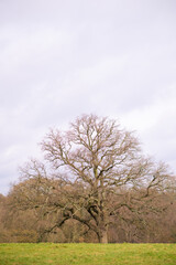 Fototapeta premium London unique spots that shows the daylife and the londoner mood