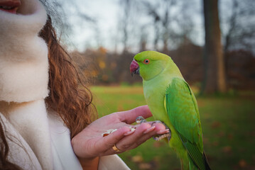 A vibrant green parakeet perches on a person's hand, feeding on seeds. The person wears a white coat, set against bare trees in a London park during winter.