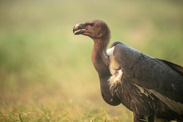 A close-up view of a group of vultures in a natural setting.