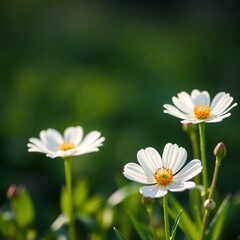 Fototapeta premium Close-up of delicate white flowers with yellow centers in a softly lit garden
