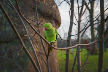 A vibrant green parakeet perches on a bare tree branch in a London park. The bird's bright plumage...