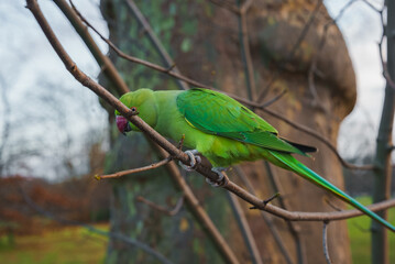A vibrant green parakeet sits on a bare branch in a London park, contrasting with the muted winter landscape. A large tree trunk and grassy area are visible.