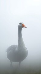 Obraz premium Goose wandering in a foggy landscape under soft light