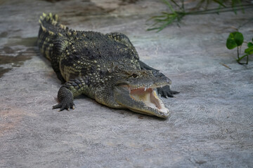 Crocodile close-up with open mouth.