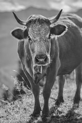 A Curious Aubrac Cow aka Laguiole