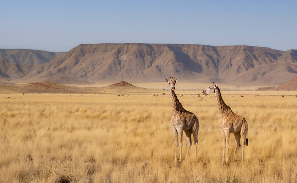Namibian landscape featuring open savanna and rugged mountains, with two giraffes in the foreground