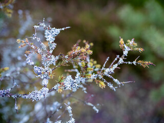 Bladderwrack Kestrel on a spruce branch.