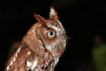 Closeup portrait of an Eastern Screech Owl (Megascops asio) at night.