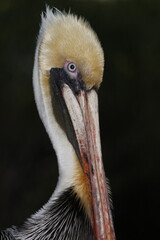 Closeup portrait of a stately Brown Pelican, Pelecanus occidentalis, in the Florida Everglades.