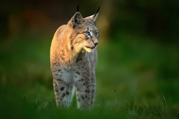 Fototapete Rund Luchs Eurasian lynx ( Lynx lynx ) close up  © Piotr Krzeslak