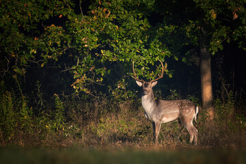 Fallow deer ( Dama dama ) male stag