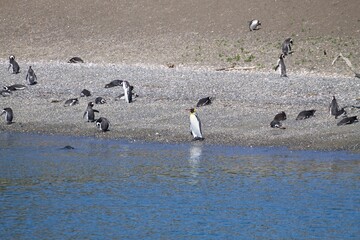 Penguins on a rocky shore with a king penguin.