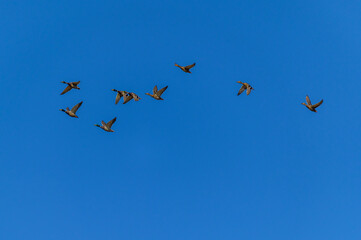 Mallard Ducks fly over a Chippewa Nature Center Marsh, in Midland, Michigan.