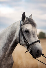 Obraz premium horse