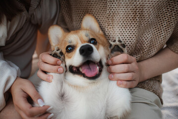 red dog corgi