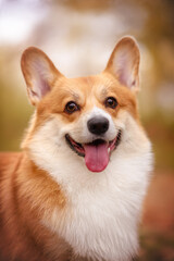 red corgi 