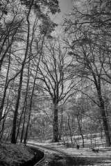 snow-covered bushes and trees on the road in the forest