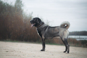 big dog kangal