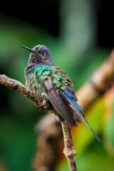 Hummingbird