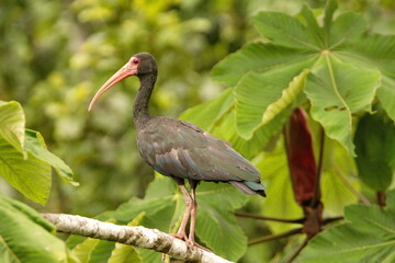 Bare-faced ibis (Phimosus infuscatus) perched on a branch in the Cuyabeno Wildlife Reserve, outside of Lago Agrio, Ecuador