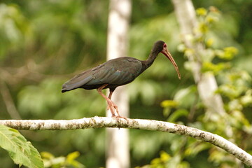 Bare-faced ibis (Phimosus infuscatus) perched on a branch in the Cuyabeno Wildlife Reserve, outside of Lago Agrio, Ecuador