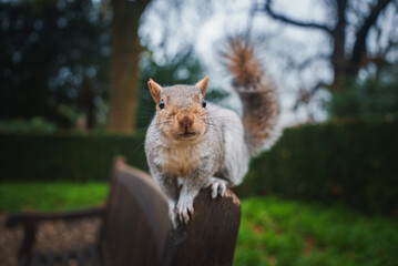 A squirrel perches on a wooden bench in a London park, surrounded by lush greenery. The overcast...