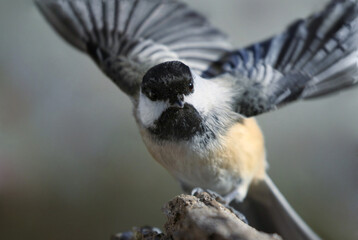 small bird in nature during winter