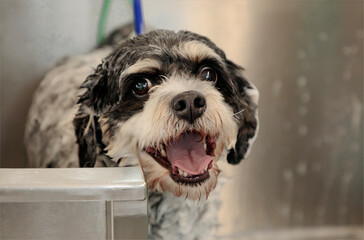 Black and white mixed breed dog in the bath at the groomers
