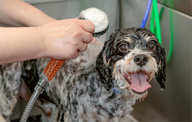 Shower head in a dog bath being used to wash a black and white dog