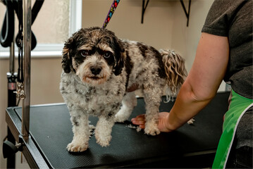 Small black and white dog stood on a grooming table being groomed