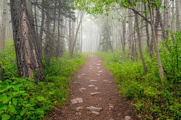 Fototapeta premium Foggy forest path leading into the unknown.