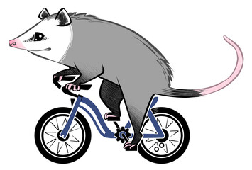 Opossum on a bicycle