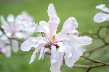 Obraz premium Close-up of white-pink Magnolia stellate, Siebold and Zucc., of a green spring park. blur and selective focus. blurred foreground 