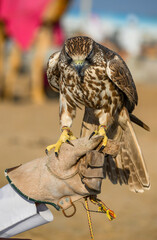 A falcon takes pictures with tourists at a safari area in Doha, Qatar