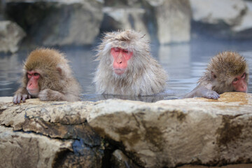 Fototapeta premium 居眠りママ