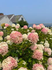 A close-up of blooming hydrangeas in shades of pink and white, with a coastal view and boats in the distance, capturing a peaceful and scenic garden setting by the water.