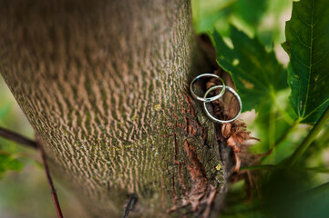 Symbolic Union of Love: Wedding Rings Nestled in Nature