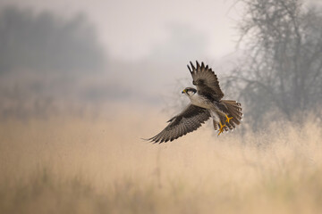 A stunning image of a Laggar falcon (Falco jugger)  in mid-flight, showcasing its powerful wings outstretched against a backdrop of a hazy, light beige plain and a softly focus