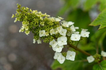 green and with flowers