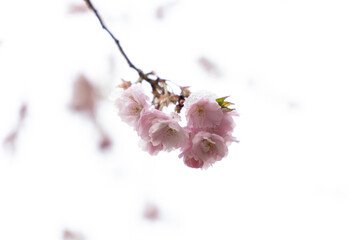 cherry tree blossom