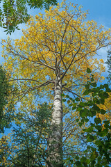 Birch in Yellow Emerging From the Forest