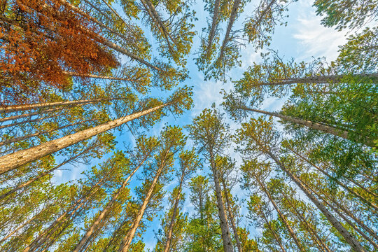 Surrounded by a Norway Pine Forest - Powered by Adobe
