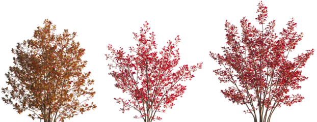 Aronia arbutifolia autumn bush shrub isolated png on a transparent background premium cutout (Chokeberry, Red Chokeberry, Photinia pyrifolia, Pyrus arbutifolia, Sorbus arbutifolia)