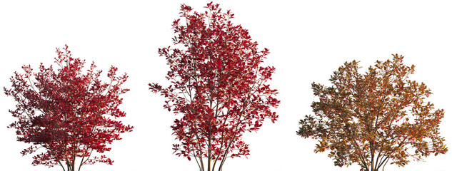 Aronia arbutifolia autumn bush shrub isolated png on a transparent background premium cutout (Chokeberry, Red Chokeberry, Photinia pyrifolia, Pyrus arbutifolia, Sorbus arbutifolia)