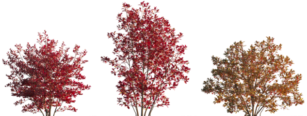 Aronia arbutifolia autumn bush shrub isolated png on a transparent background premium cutout (Chokeberry, Red Chokeberry, Photinia pyrifolia, Pyrus arbutifolia, Sorbus arbutifolia)