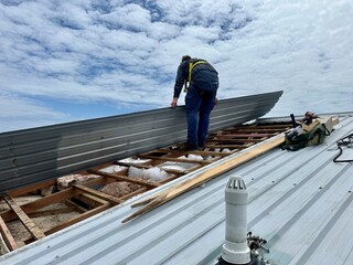 Man wearing a harness standing on the wooden battens of a timber framed roof structure with a piece of long run sheeting iron in his hands in the middle of a roof repair job in New Zealand © Harriet