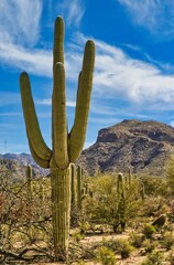 cactus in the desert © Nelson Sirlin