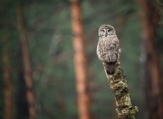 Great grey owl ( Strix nebulosa ) close up