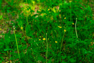 Yellow wildflowers blooming in a lush green forest during springtime